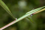 Cypress panicgrass